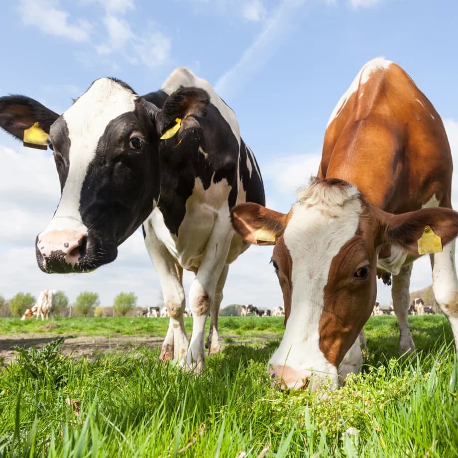 Analyse & Strategie Medien-Aktion