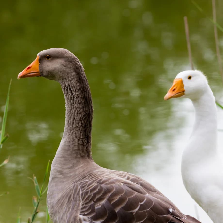 Kampagne: Strategie & Umsetzung